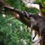 sleep health mental wellness, racoon peacefully sleeping in a green tree on a tree branch